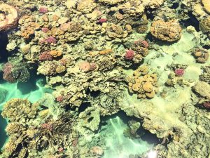 Egypt-more-a-farebné-koraly