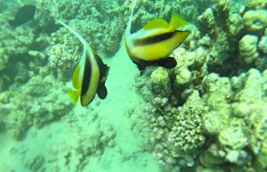 žlté rybičky 300x194 - Červené more, Egypt-Photo diary z koralových útesov
