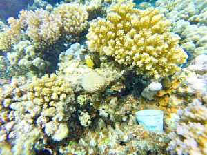 koraly a starbucks 300x225 - Červené more, Egypt-Photo diary z koralových útesov
