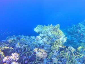 koraly5 300x225 - Červené more, Egypt-Photo diary z koralových útesov