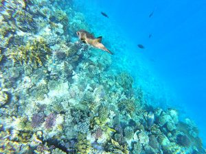 nafukovacia rybićka 300x225 - Červené more, Egypt-Photo diary z koralových útesov