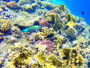 papagája ryba 300x227 - Červené more, Egypt-Photo diary z koralových útesov
