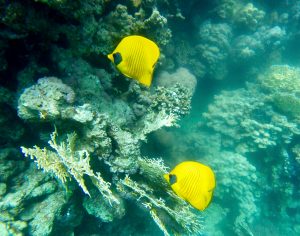 red sea žlté rybičky 300x236 - Červené more, Egypt-Photo diary z koralových útesov
