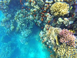 Egypt-photo-diary-korálové-útesy