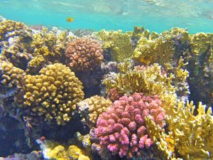 red sea3 300x225 - Červené more, Egypt-Photo diary z koralových útesov