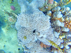 zaujímavý koral 300x225 - Červené more, Egypt-Photo diary z koralových útesov