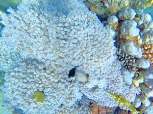 zaujímavý koral2 300x225 - Červené more, Egypt-Photo diary z koralových útesov