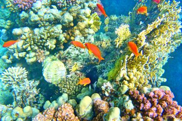 Červené more 374x249 - Červené more, Egypt-Photo diary z koralových útesov