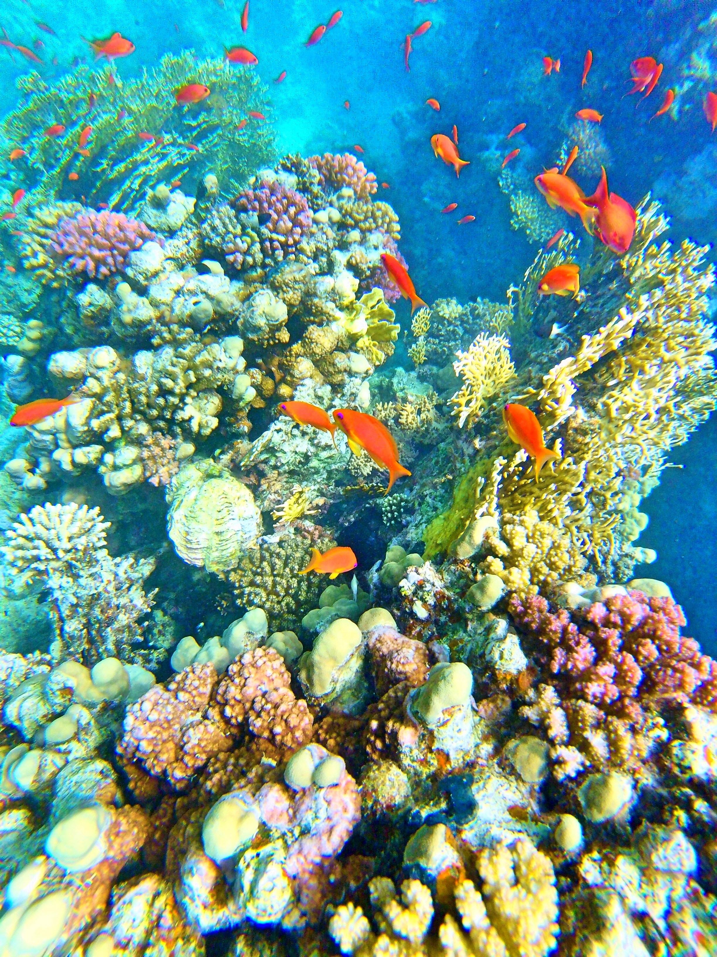 Červené more - Red Sea, Egypt-Photo diary of coral reef