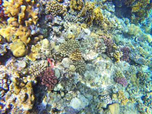 Chobotnica2 1 300x225 - Red Sea, Egypt-Photo diary of coral reef