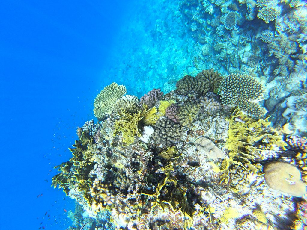 koraly2 1024x768 - Red Sea, Egypt-Photo diary of coral reef