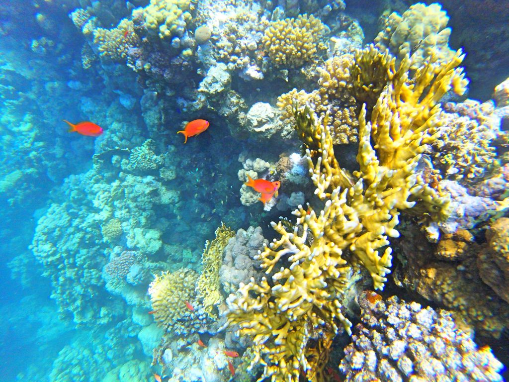 koraly6 1024x768 - Red Sea, Egypt-Photo diary of coral reef