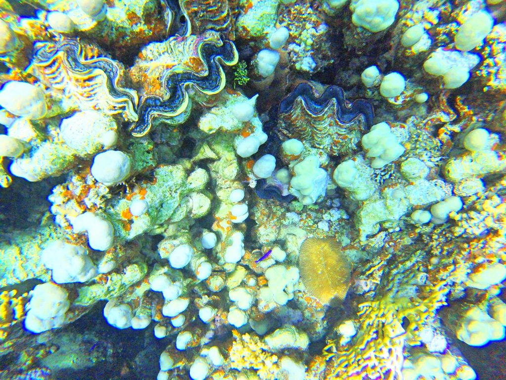 koraly7 1024x768 - Red Sea, Egypt-Photo diary of coral reef