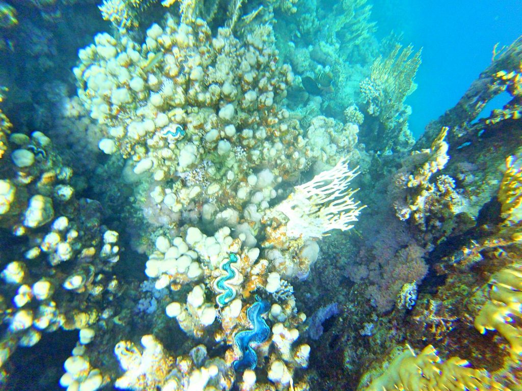 koraly8 1024x768 - Red Sea, Egypt-Photo diary of coral reef