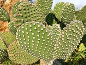 Sardniania kaktus 2 300x225 - Sardínia-Cestovateľský blog o zážitkoch z jesennej Sardínie