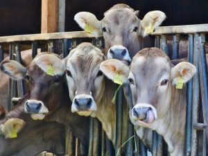 kravičky 300x225 - Vegetariánstvo a vegánstvo v boji proti klimatickej kríze