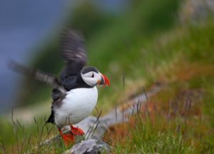 Puffins 1 300x216 - Iceland-16 experiences that will make you feel like you're on another planet