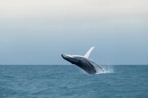 Whale watching 1 300x200 - Iceland-16 experiences that will make you feel like you're on another planet