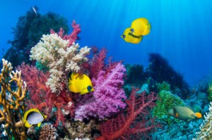 Coral reefs 1 300x199 - Egypt - 8 reasons why it is worth going on vacation here